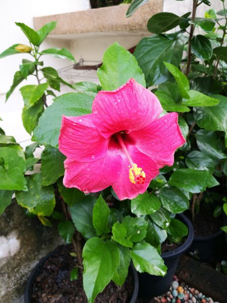 Hibiscus Planting in Valencia