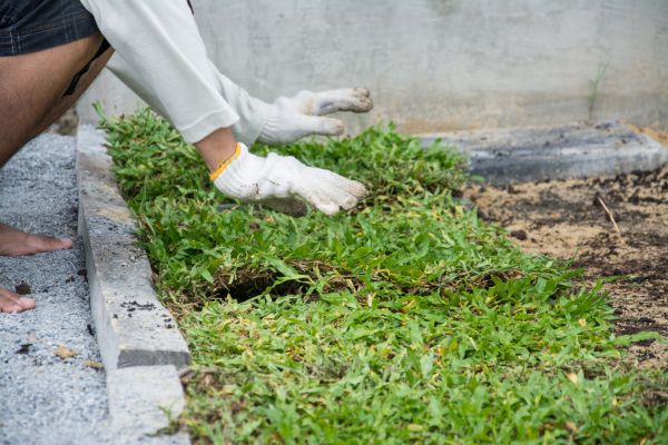 Ground Cover Planting in Valencia