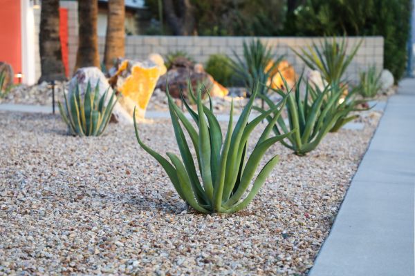 Drought Resistant Landscaping in Valencia