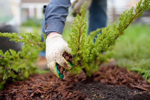 Church Mulching in Valencia