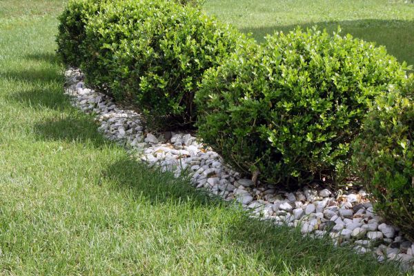 Boxwood Planting in Valencia