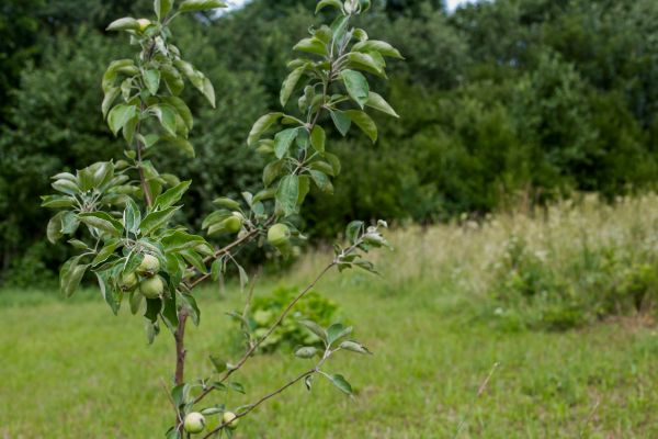 Apple Tree Planting in Valencia