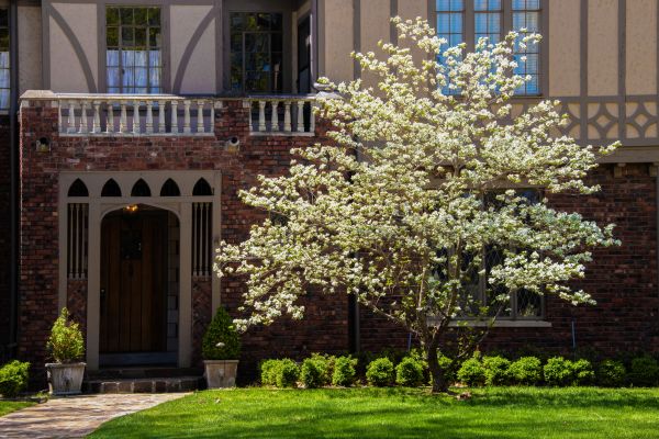 Dogwood Tree Planting in Valencia