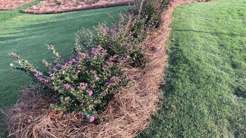 Pine Straw Spreading