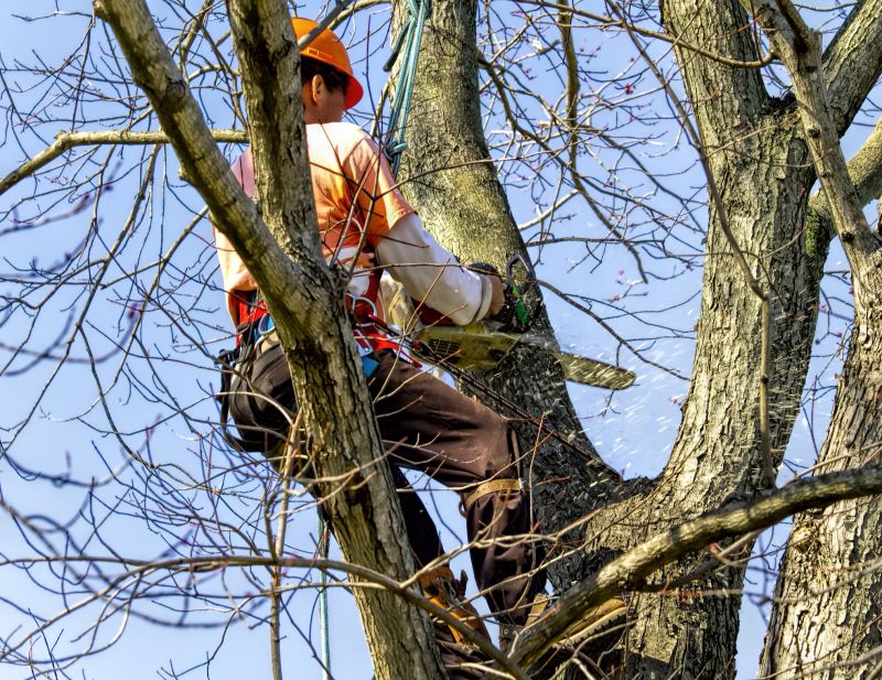 Tree Arborist Service